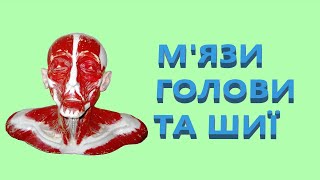 М’язи голови та шиї М’язи голови та шиї