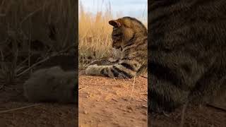 Wild Cat vs. Shrew: Nature's Miniature Predator! 🐾 #animals #shortsfeed #wildlifeentertainment