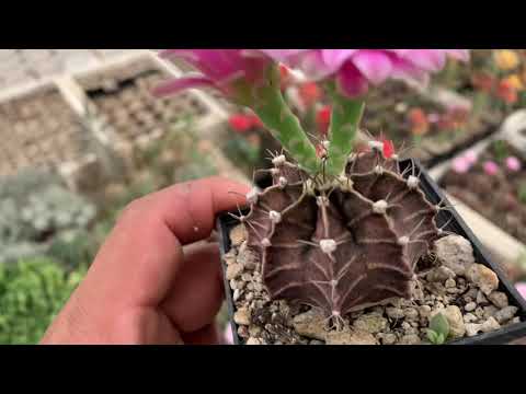 วีดีโอ: Gymnocalycium Mikhanovich: คำอธิบาย คุณสมบัติของการเพาะปลูกและการสืบพันธุ์