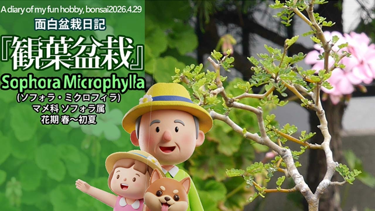 2026 4 29Sophora Microphyllaソフォラ・ミクロフィラ面白盆栽日記