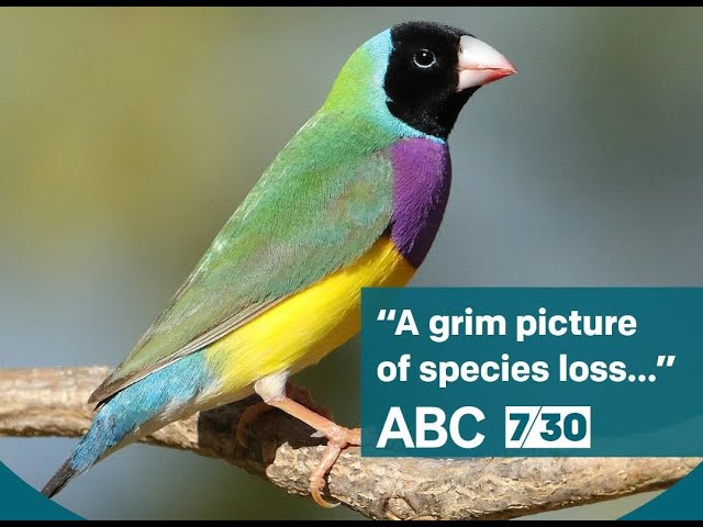 Land Clearing and Species Loss - ABC News class=