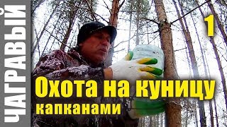 Охота на куницу капканами | начало. Hunting for marten with traps. Start Охота на куницу капканами | начало. Hunting for marten with traps. Start