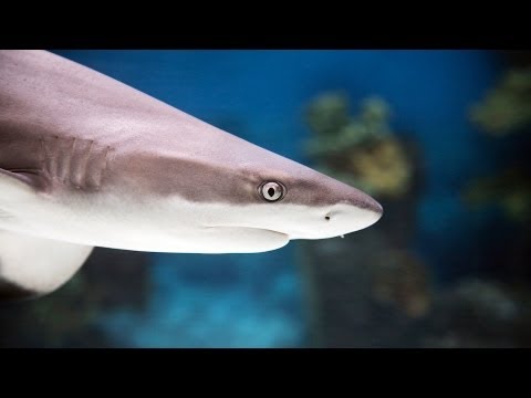 freshwater shark fish for sale