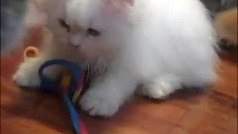 Video 7110031: playful himalayan persian kittens