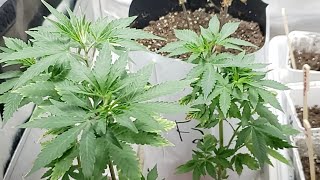 12.4.2019 Garden Update