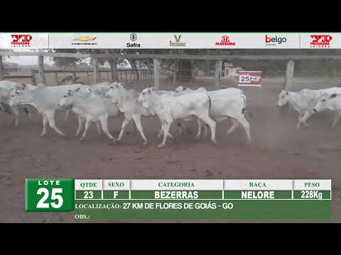 Lote 25