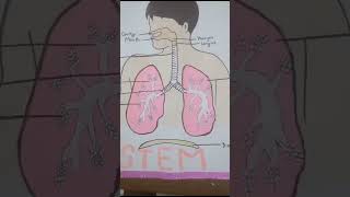 Respiratory system chart  art drawing