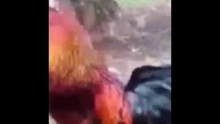 Trio ayam