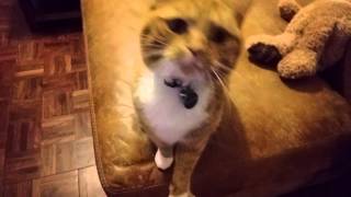 Cat... Love Me... Tickle Me