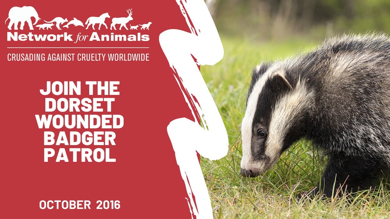 Dorset Wounded Badger Patrol dog meat trade documentary