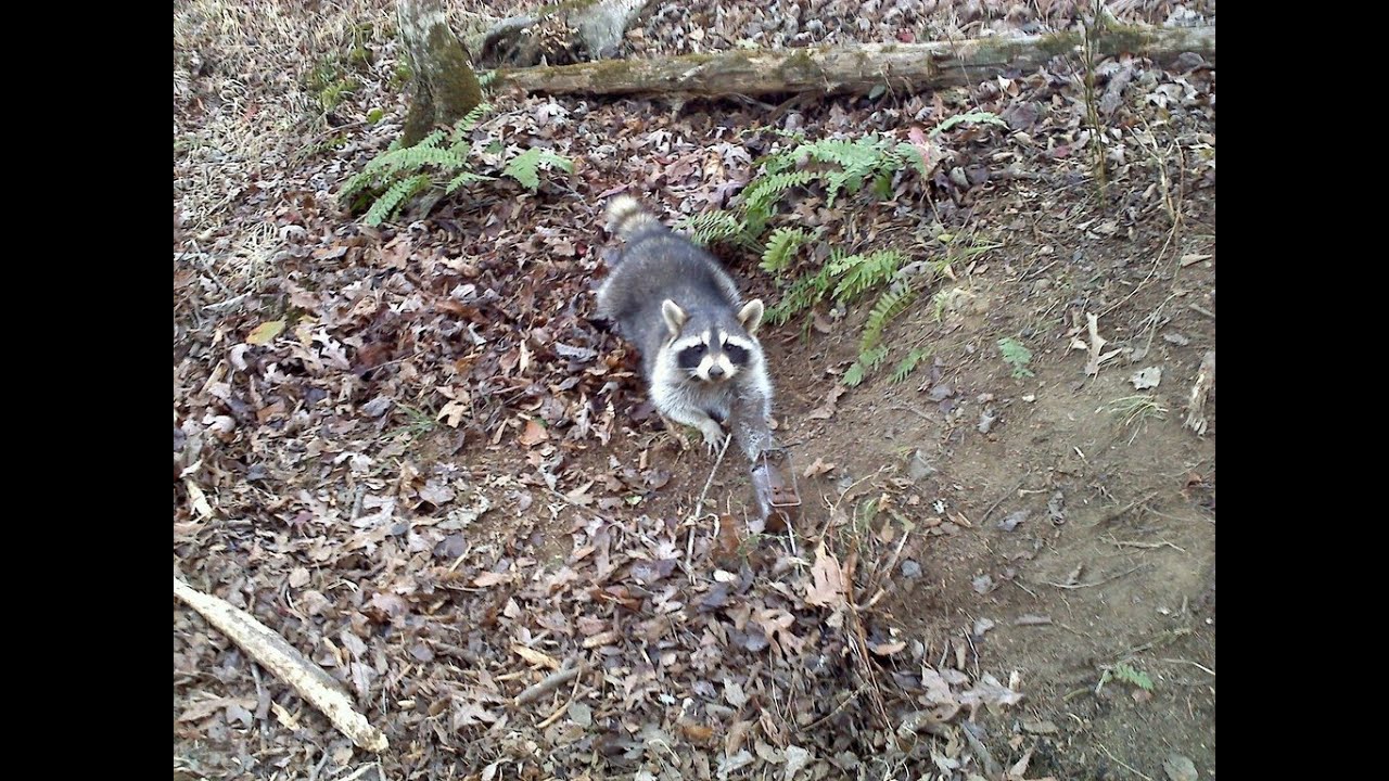Raccoon Trapping Illinois YouTube