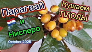 картинка: Свой Урожай за год. НИСПЕРО.  NISPERO #парагвай #paraguay #ягоды #плоды #урожай 