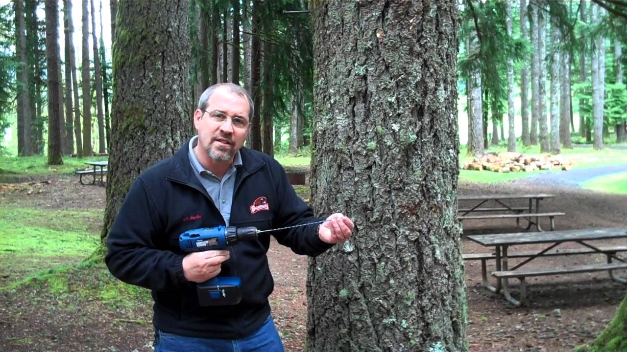 How to Drill into a Tree Without Hurting It 2 How to Drill into a Tree Without Hurting It