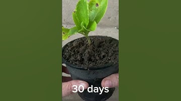 Hydrangeas will grow very quickly if propagated this way