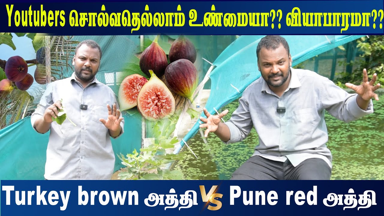 TFO Farm-ன் அத்தி விவசாயம்... | The First Occupation Farm | TFO