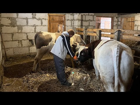 Видео: Глухий кут…. тільки перекупи !? Тушонка в автоклаві!!!