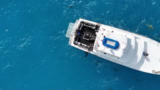 Shark Diving Scuba Liveaboard - Bahamas - Bimini