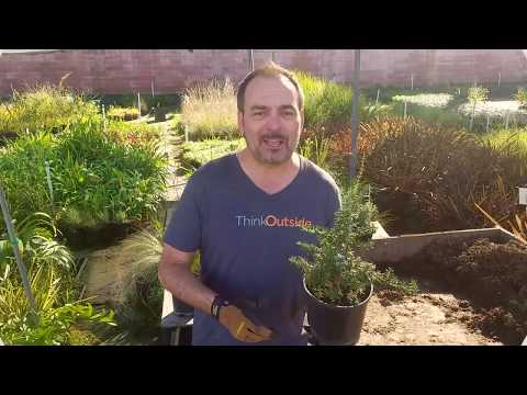 Video: Trailing Rosemary Plant Info: Growing Creeping Rosemary Ground Cover