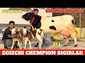 SUTDOR ZOTDOR CHEMPION SIGIRLAR NARXLAR ZOʻR SIGIR OLISHDA ADASHMANG ULGURIB QOLIN