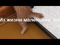 Из жизни маленьких котят!