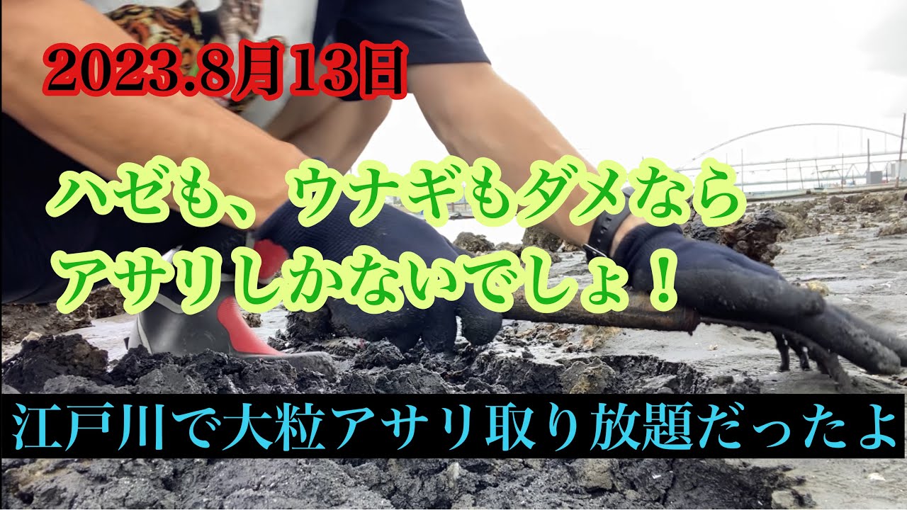 2023.8月13日江戸川大粒アサリ祭り！