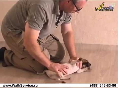 Video: How To Wean A Toy Terrier From Biting