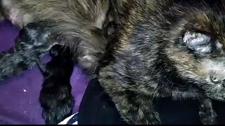 Однодневные подкидыши для мамы-кошки. Однодневные подкидыши для мамы-кошки.