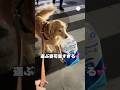 荷物を持ちたがるゴールデンが可愛すぎる　　　　　 #犬 #ゴールデンレトリバー #犬のいる暮らし #かわいい犬　#大型犬