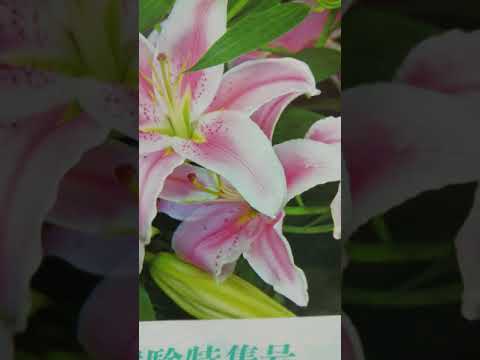 合唱曲【輝く未来(あした)に】