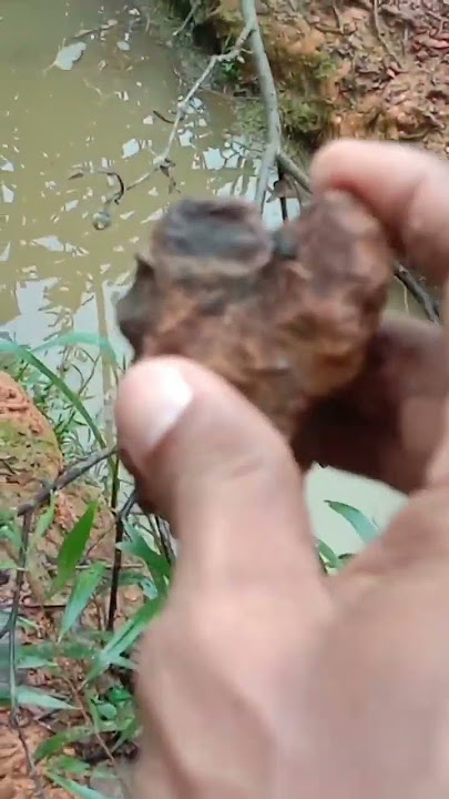 Buaya Di Kebun Sawit !!! Disuruh Pulang !!!