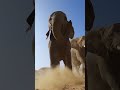 GoPro | Herd of Elephants Nearly Stomp on Camera 🎬 JC Pieri #Elephants #Shorts