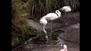 She's A Maniac Flamingo Dance