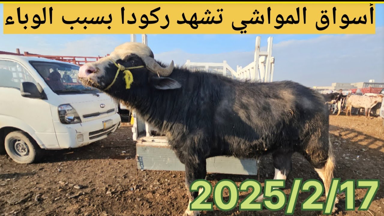 #سوق_الأبقار  في العراق سوق محافظة ديالى وسط العراق