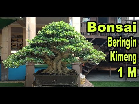 Berkunjung Melihat Bonsai Beringin Kimeng 1m Youtube