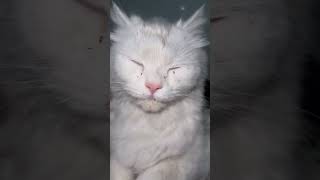 Download Lagu Fleas and Fleas on Cat Face #pkvetcare #cat #fleas #ticks #catlover #shorts #fyp #pets #animal MP3 Download Lagu Fleas and Fleas on Cat Face #pkvetcare #cat #fleas #ticks #catlover #shorts #fyp #pets #animal MP3