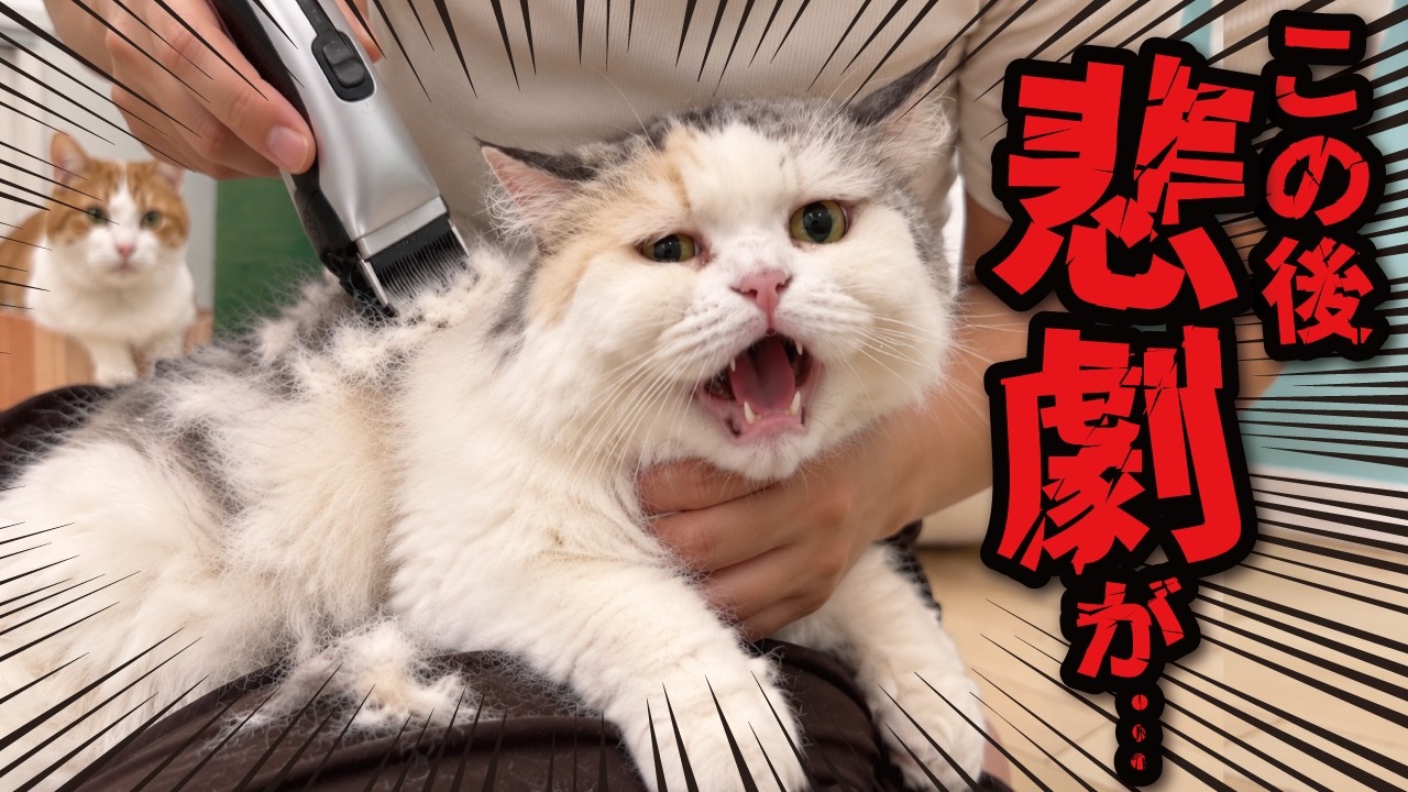 A tragedy occurred while shaving Tsukushi because the hairball was