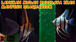 Langkah Mudah Budidaya Ikan Manfish Untuk Pemulapraktis Dan Mudahsebagai Peluang Bisnis