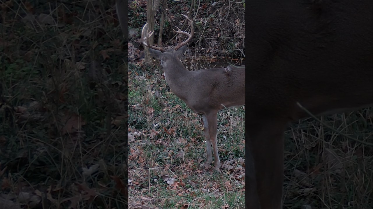 Stud suburban buck!! Full video on our channel! 