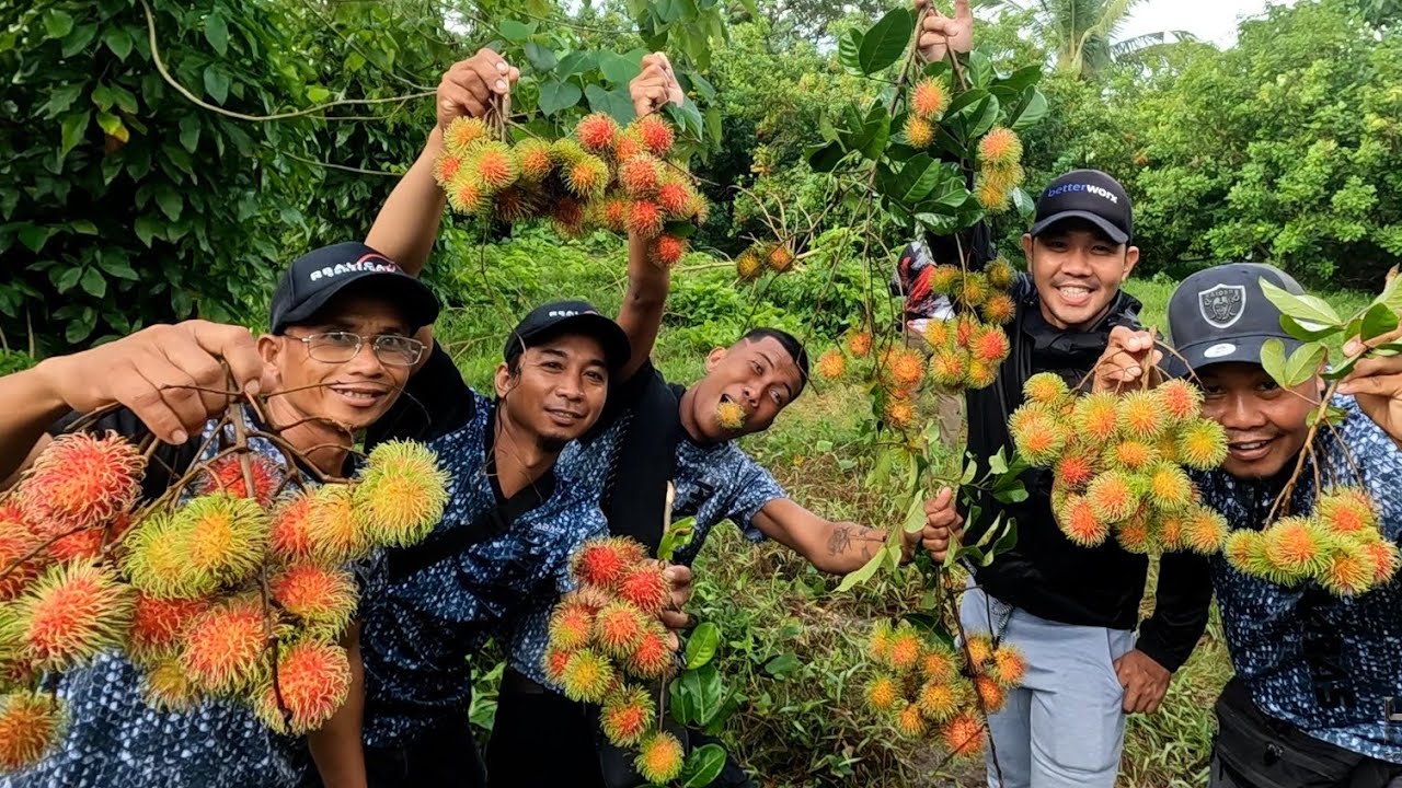 EP811P2 Rambutan and Lanzones Harvest Or. Mindoro YouTube