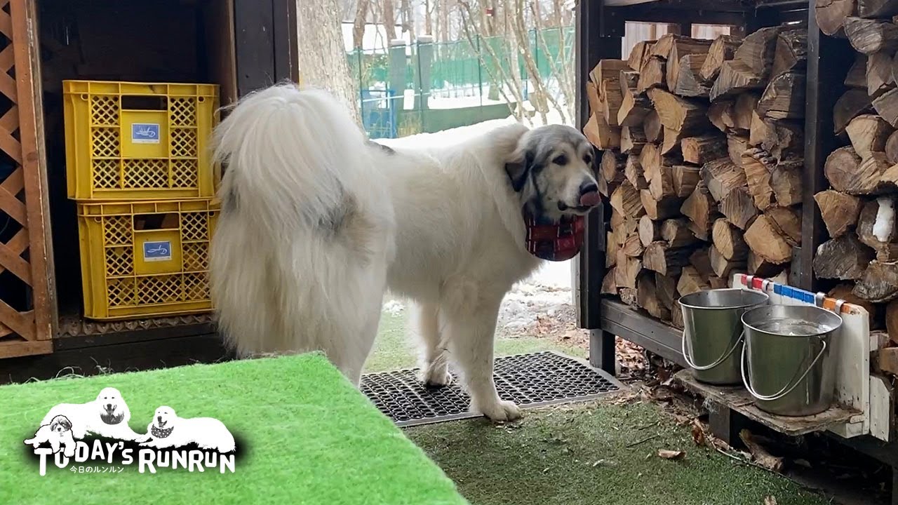 あちこちで用事があってなかなか散歩へ出かけない忙しいベルです Great