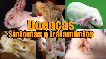 O que é pasteurelose em coelhos?