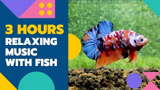 Download Lagu $$5.3H RECEIVE A BETTA WITH YOUR USED/NEW CAR PURCHASE|HYUNDAI, MAZDA,TOYOTA, NISSAN,MITSUBISHI,BYD MP3