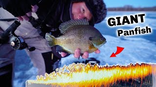 Giant Panfish Hidden in Shallow Cabbage! - Ice Fishing CHRISTMAS SPECIAL