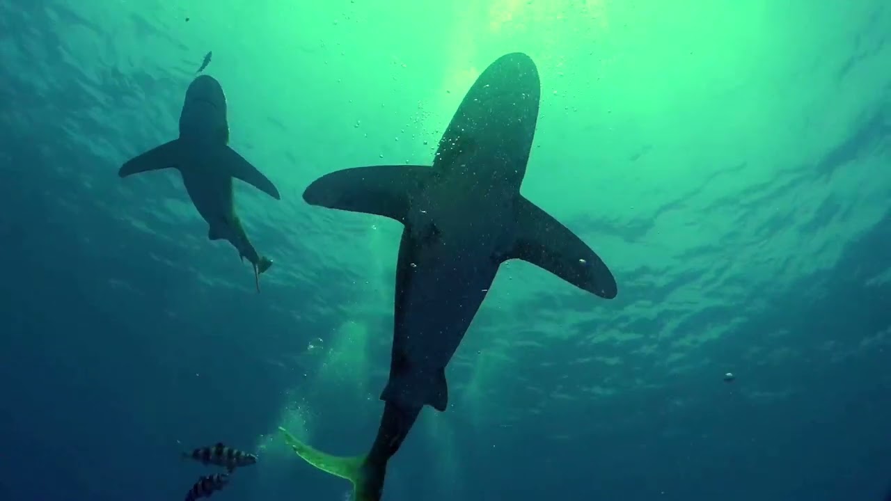 The Midnight Sea | Book Trailer | Fiction | Novel | Sharks | Great White Shark | Megalodon