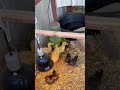 Peaceful day with the baby ducks and chickens #homestead