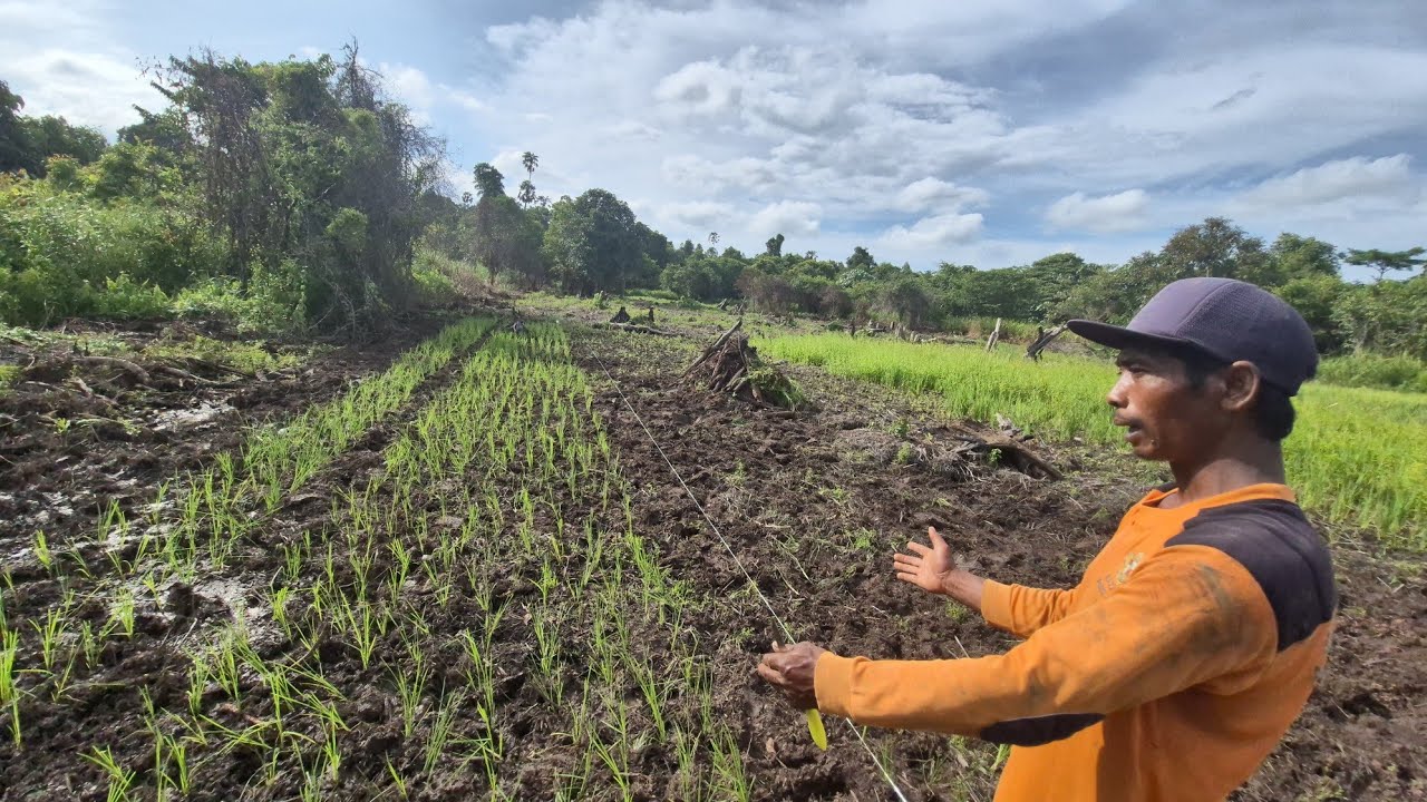 PAK WANI MAKIN SERIUS TANAM PADI