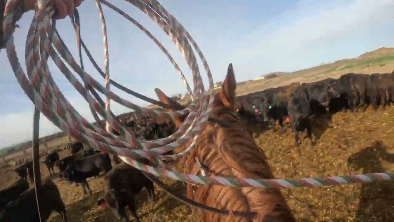 Ranch Roping shots 2, Doctoring cattle, Part of Being a Cowboy. 