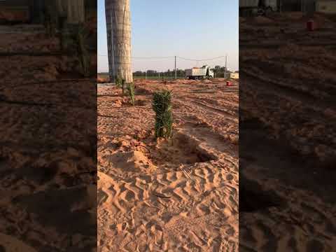 مزرعة محمد صالح الراشد ابوصالح الكبيرة زراعة فسايل الصقعي