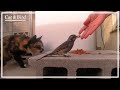 猫にエサをあげたら、鳥も食べに来た