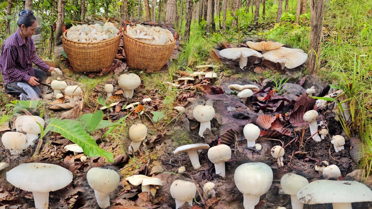 เกิดมาไม่เคยพบไม่เคยเจอ!!เห็ดตะไคขาวหูมใหญ่ๆๆ!!หมานๆโพดๆโพๆจ๊วดๆๆ27ส.ค67หมานๆครับ